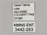 斜綠天蛾藏品圖，第3張