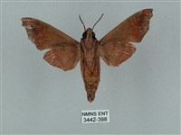 姬缺角天蛾藏品圖，第2張