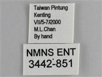 藍紋鋸眼蝶藏品圖，第3張