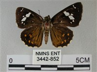 小星弄蝶藏品圖，第1張