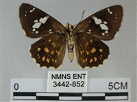 小星弄蝶藏品圖，第2張