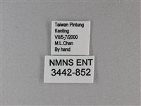 小星弄蝶藏品圖，第3張