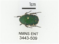 蘭嶼小綠花金龜藏品圖，第1張