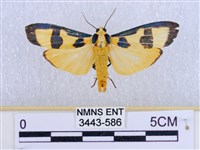 閃光苔蛾藏品圖，第1張