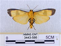 閃光苔蛾藏品圖，第2張