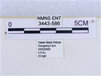 閃光苔蛾藏品圖，第3張