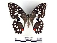 花鳳蝶、無尾鳳蝶藏品圖，第1張