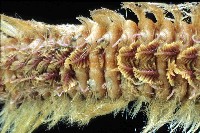 梯斑海毛蟲藏品圖，第4張