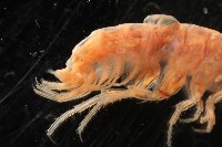 新種沙蚤鉤蝦藏品圖，第6張
