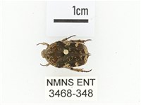 灰白點花金龜藏品圖，第1張