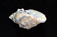 新種岩螺藏品圖，第4張