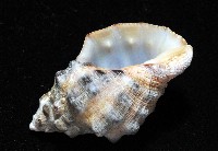 新種岩螺藏品圖，第5張
