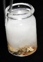 新種岩螺藏品圖，第12張