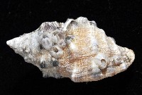 新種岩螺藏品圖，第2張