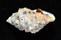 新種岩螺藏品圖，第4張