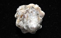 新種岩螺藏品圖，第5張