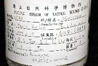 新種岩螺藏品圖，第11張