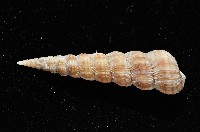 火燄海螄螺藏品圖，第3張