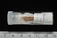 火燄海螄螺藏品圖，第11張