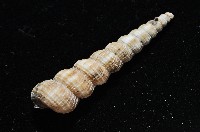火燄海螄螺藏品圖，第9張