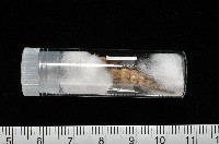 火燄海螄螺藏品圖，第12張
