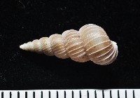 銹底海螄螺藏品圖，第3張