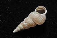 銹底海螄螺藏品圖，第5張