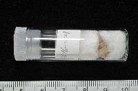 銹底海螄螺藏品圖，第12張