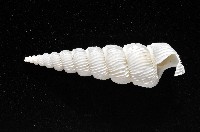 新種綺螄螺藏品圖，第5張