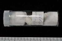 新種綺螄螺藏品圖，第12張