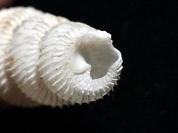 新種綺螄螺藏品圖，第6張