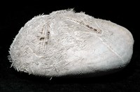 心形海壺藏品圖，第5張