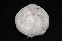 心形海壺藏品圖，第6張
