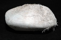 心形海壺藏品圖，第7張