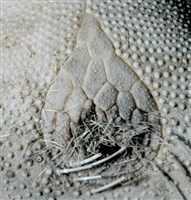 心形海壺藏品圖，第8張