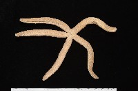蓋丁指海星藏品圖，第4張