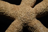 蓋丁指海星藏品圖，第5張