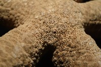 蓋丁指海星藏品圖，第6張