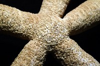 蓋丁指海星藏品圖，第10張