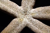 蓋丁指海星藏品圖，第12張