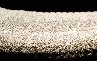 蓋丁指海星藏品圖，第14張