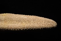 蓋丁指海星藏品圖，第15張