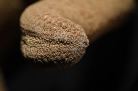 蓋丁指海星藏品圖，第18張