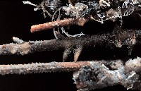 雙列角頭帕藏品圖，第2張