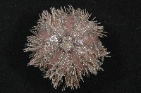 褐駝海膽藏品圖，第2張