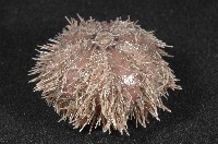 褐駝海膽藏品圖，第4張