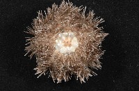 褐駝海膽藏品圖，第6張