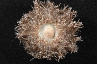 褐駝海膽藏品圖，第9張