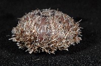 褐駝海膽藏品圖，第10張