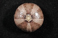 褐駝海膽藏品圖，第12張